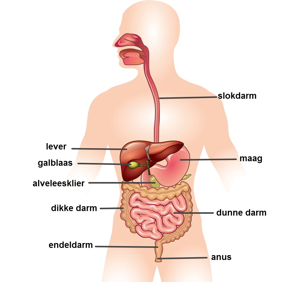 De darmen: dunne darm en dikke darm - Slingeland Ziekenhuis