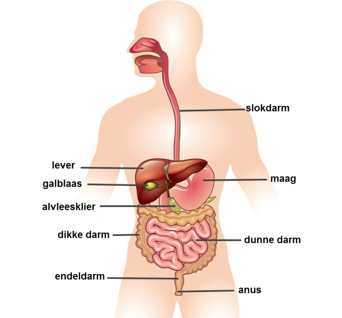 Anatomie van het darmstelsel
